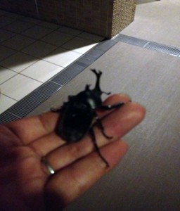 beetle