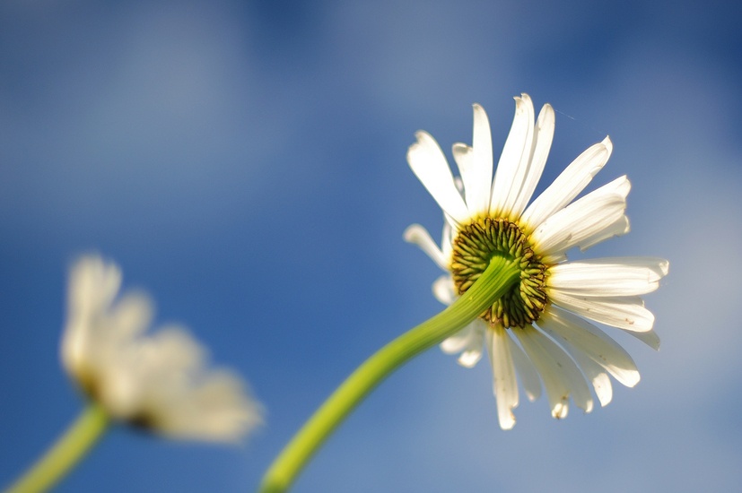 nature-lawn-blur-flower-large