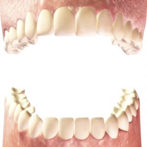 Digital Illustration of human Teeth